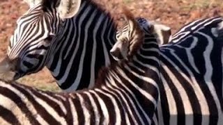 Download lagu hewan kuda zebra pasangan#shorts mp3