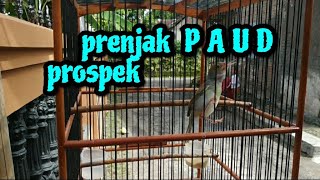 Download lagu prenjak paud jantan belajar bunyi | prenjak gacor | prenjak kepala merah mp3
