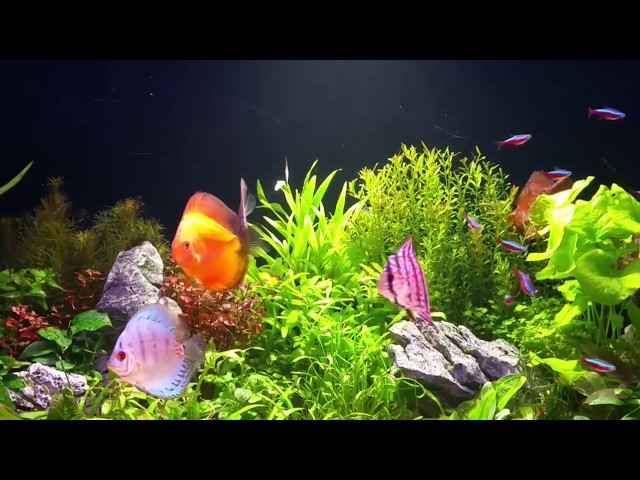 Discus Paradise: Planted Fish Tank