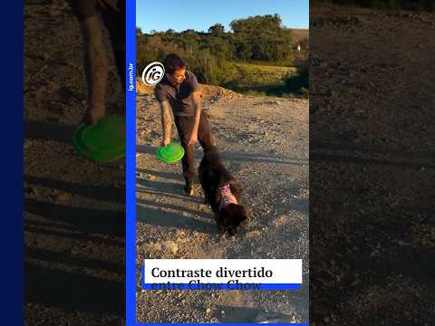 Tutor filma contraste divertido entre Chow Chow estática e Border Collie saltador