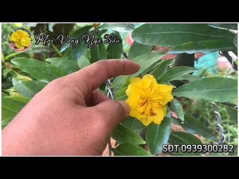 Cây mai nụ to, nở sớm và cách khắc phục