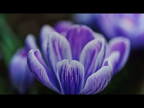 Attila Syah - Twilight [Silk Music]