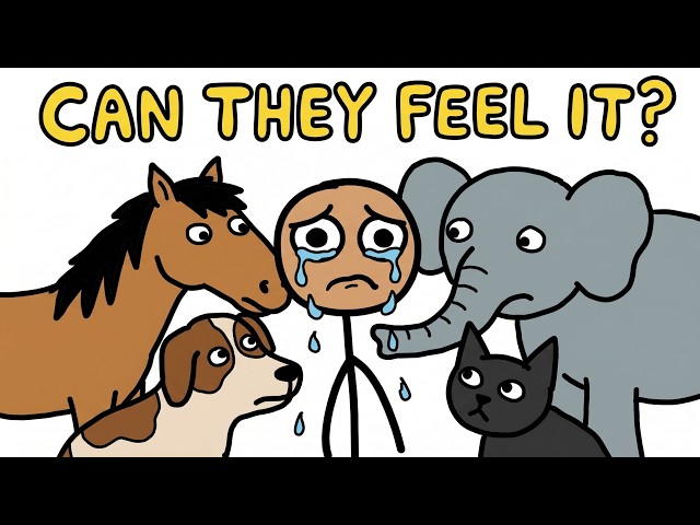 Do Animals Know When You're Sad? SDDEFAULT Thumbnail