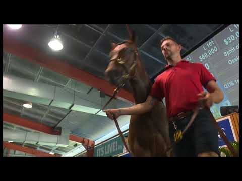 2018 Gold Coast March Yearling Sale - Day One Review