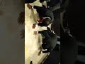 Wasnikbrother S KAAL USKA KYA BIGADE BHAKT JO MAHAKAL KA DANCE Milifestyle Golden VALLEY