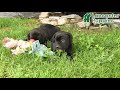 Cane Corso dogs for sale: Rockford - Video 1