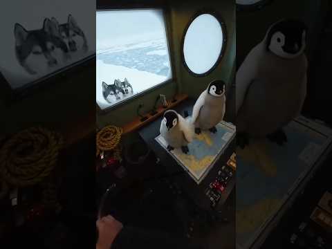Penguins chilling in a ship and huskies want to come in🐧🐺  #animals  #shorts #trending