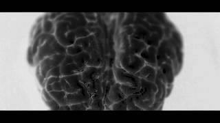 Dirtmusic - Safety in Numbers (feat. Brenna MacCrimmon)