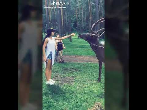 Amazing Pets - Cat and Puppies Cute and Funny Compilation 1