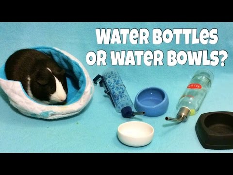 YouTube video about: Can guinea pigs drink cold water?