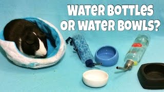 Water Bottles vs Water Bowls (for Guinea Pigs, Hamsters & Hedgehogs)