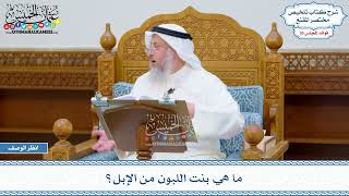 1829 - ما هي بنت اللبون من الإبل؟ - عثمان الخميس