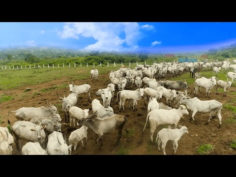 Dr. Sara May, Allergy and Immunology