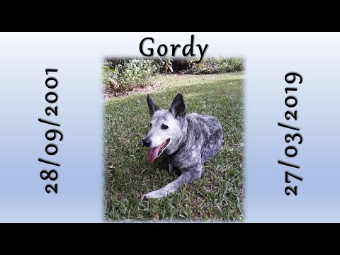 R.I.P Gordy (28/09/2001 - 27/03/2019)