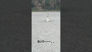 【宮崎】佐土原の石崎浜でかわいい猫が近づいてくる動画#SHORTS