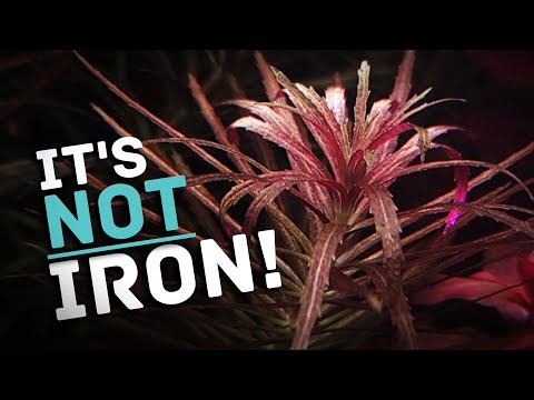 These SIMPLE Tricks Will Make Your Aquarium Plants MORE Red! 😲