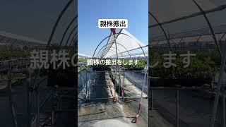 親株の搬出 #いちご #農業 #農協