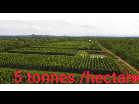 PRODUIRE 5000KG DE POIVRE par an sur 1 hectare / black peppers-white peppers