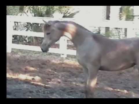 MD Lilly (TF Royal Shahbaz x RGA Miss Sykoul)