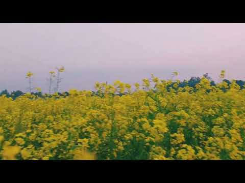 Mustard flower 🌸 beauty of nature.. ❤️