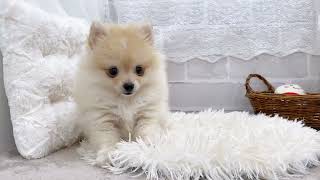 ポメラニアンの動画01