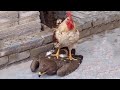 9 Pertarungan Sengit Elang VS Ayam Begini Endingnya