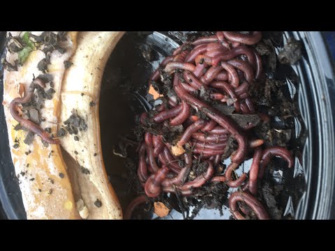 Composting with Craig Ep. 19 Moving 100 Red Wigglers and Feeding them My Freezer