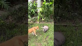 Video preview image #1 Unknown-Whippet Mix Puppy For Sale in Magnolia Springs, AL, USA