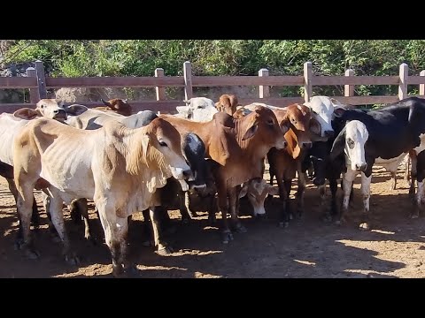 Feira de gado em jucati-Pe 22-04-2025 #nordeste