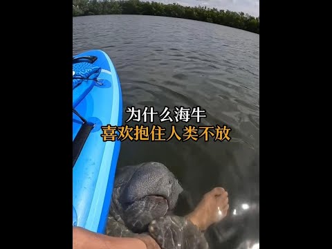 孤獨到追鱷魚貼貼的海牛，親近人類只為一口淡水。 #動物科普 #海牛