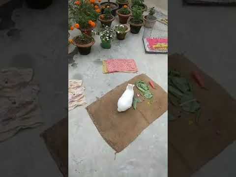 #its_playing_time #mickey_the_bunny😊