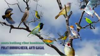Download lagu kutilang ribut kombinasi burcil ribut pikat burung kecil ampuh mp3 Download lagu kutilang ribut kombinasi burcil ribut pikat burung kecil ampuh mp3
