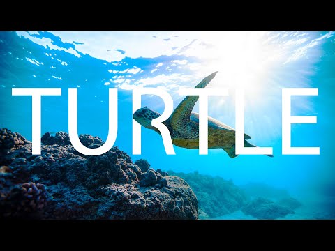 TURTLE PARADISE 4K • Undersea Ambient Nature • Meditation Music 🐢🥰