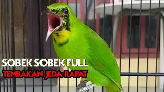 Download lagu Nyerecet Kasar Nembak CUCAK IJO Trotol Gacor - Pancingan Ampuh Cucak Ijo Bahan Muda Hutan mp3