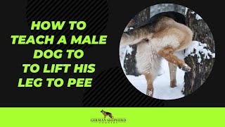 How to Teach a Male Dog to Lift His Leg to Pee
