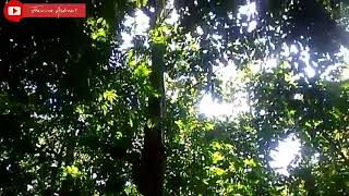 Download lagu INI DIA HUTAN TEMPAT SYUTING FILM-FILM LAGA TERKENAL ITU!!! mp3