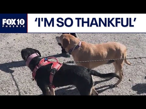Dogs stick together for days while being lost in the desert | FOX 10 Phoenix