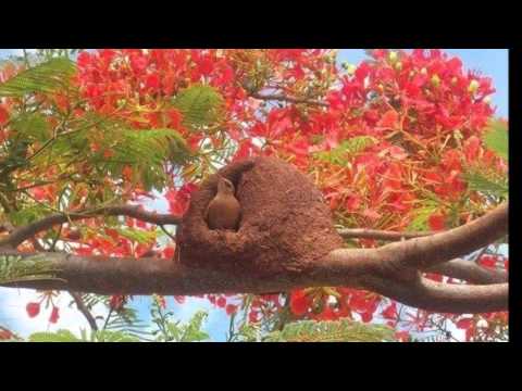 Paixão Côrtes - JOÃO DE BARRO - Paixão Côrtes e Zé Bernardes - ano de 1982