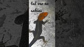 Geco cabeza amarilla
