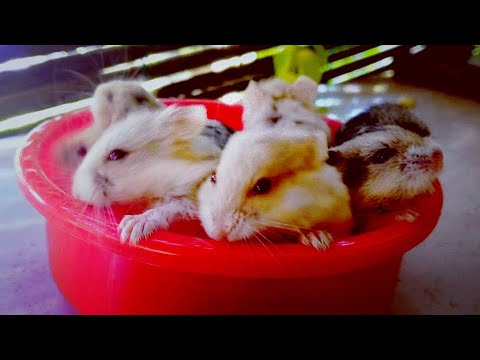 hunting, wow seru! mencari banyak hewan hamster, kaki seribu