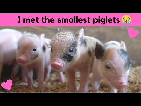 Cute newborn piglets! All about piglets and pigs