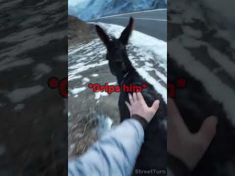 Biker Saw a Donkey… and Made a TERRIBLE Decision 😂Credit: @moto_kuli