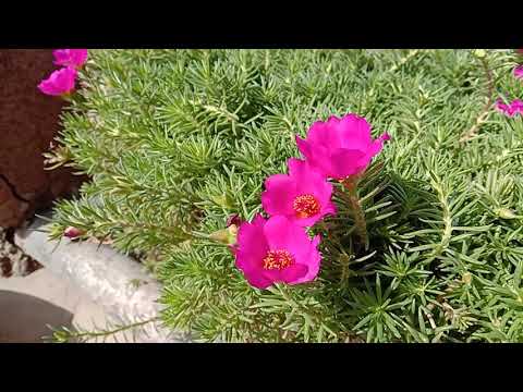 Portulaca grandiflora - Succulent flowering plant