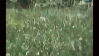 Fatime Sokoli - Cikë E Bukur Dil Në Shkallë