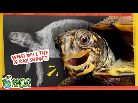 Why Is This Turtle's Shell Stuffed With Mud?! | 🐢 Earth Rangers