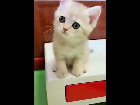 funniest animal videos of 2022 - funny golden retriever btdogs and cutest golden puppies  V.18461 #