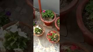 Download lagu phool phool per Bani Teri tasvir song#Udit Narayan#kavita Krishna murthy#shots #video # mp3