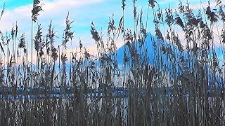 Sosses Gribysh - Ca Fait