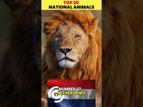 Top 20–16 National Animals 🇺🇳🦁 | Iconic Symbols of the World (Part 5)