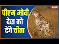 Cheetah Reintroduction Plan | PM Modi To Give Cheetah To The Nation On His Birthday After 70 Years